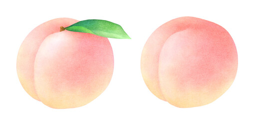 かわいい桃と葉の水彩イラスト_新鮮でカラフルなフルーツ