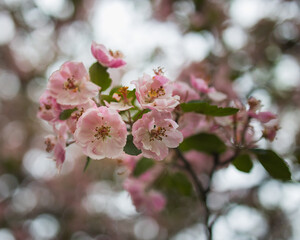 Obraz premium Spring Flowers