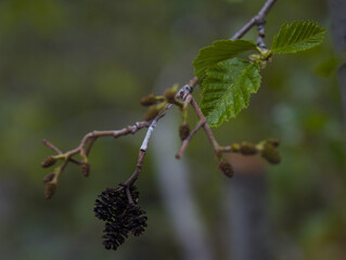 wild rose bush