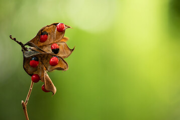 Jequirity or abrus precatorius fruits on nature background.