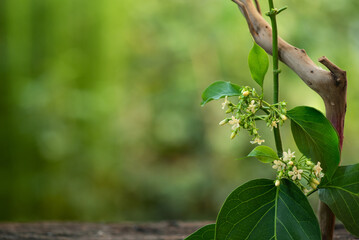 Gymnema inodorum flowers on nature background.