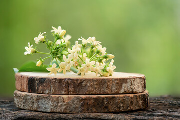Gymnema inodorum flowers on nature background.