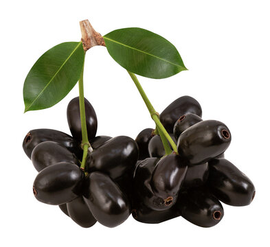 Jambolan plum or Syzygium cumini fruits on transparent background