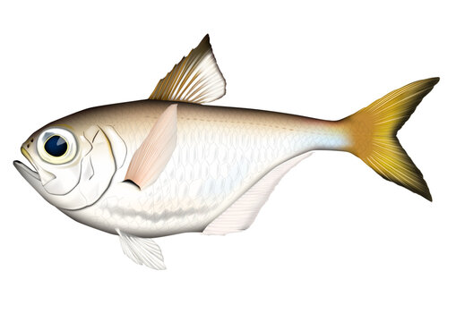 ハタンポ　（ミナミハタンポ）　魚イラスト