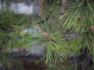 close up of pine needles
