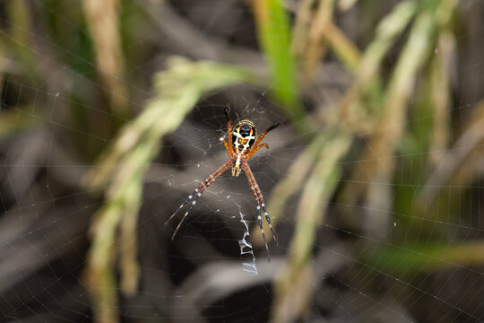 A grass spider (Argiope catenulata) in its web, West Java