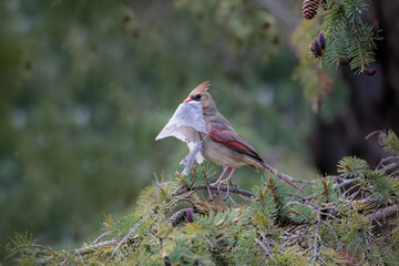The female northern cardinal brings unusual material for nest building