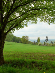 landscape with tree