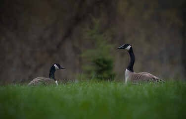 A pair of nesting Canada geese rest in the long, dewy grass, in the early monring.