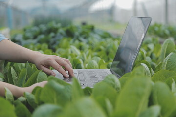 Asian woman farmer using digital tablet in vegetable garden at greenhouse, Business agriculture technology concept, quality smart farmer.