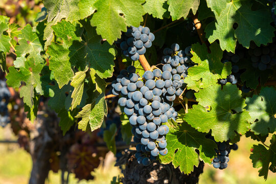 Detail of red grapes at Haras de Pirque winery, Pirque, Maipo Valley, Cordillera Province, Santiago Metropolitan Region, Chile