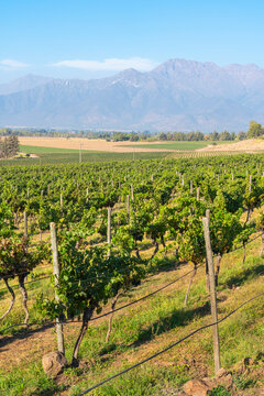 Vineyards with The Andes mountains on horizon, Haras de Pirque winery, Pirque, Maipo Valley, Cordillera Province, Santiago Metropolitan Region, Chile