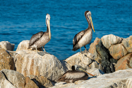 Two pelicans perching on rock, Caleta Higuerillas, Concon, Valparaiso Province, Valparaiso Region, Chile
