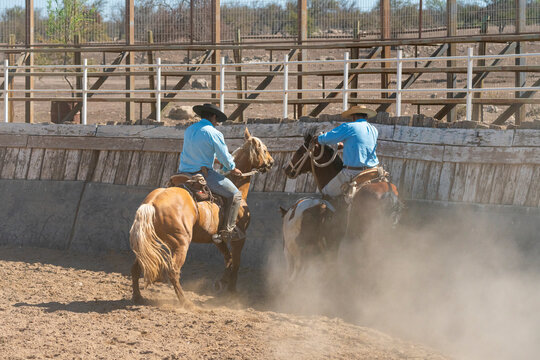 Chilean cowboys (huaso) training rodeo at stadium, Colina, Chacabuco Province, Santiago Metropolitan Region, Chile