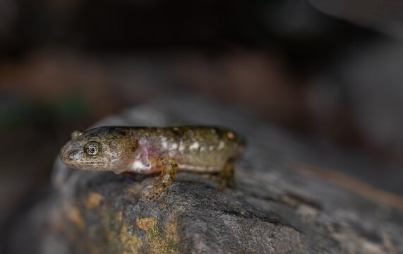 Marbled salamander recently metamorphized from its aquatic larval stage  -Connecticut
