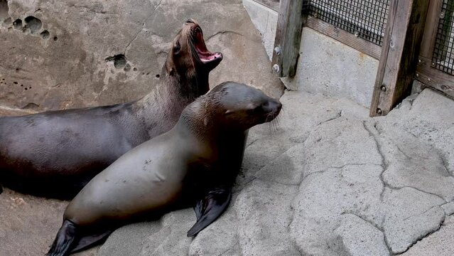 Family of northern fur seal on stone rocks of coast in wild nature with with sound. Concept of marine pinniped predatory animals. High quality 4k footage