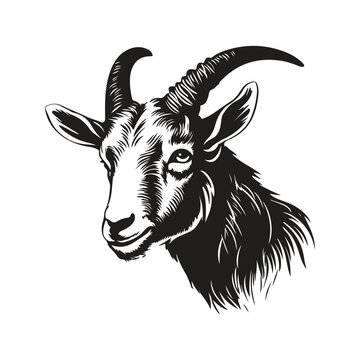 goat, vintage logo line art concept black and white color, hand drawn illustration