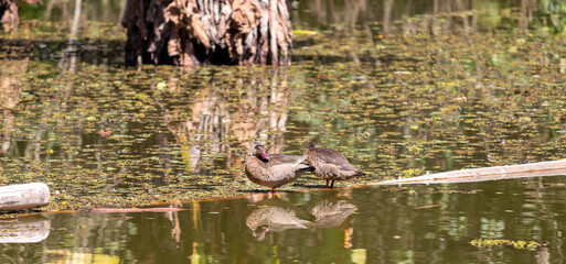 Photograph of a Brazilian Teal in the lake.	
