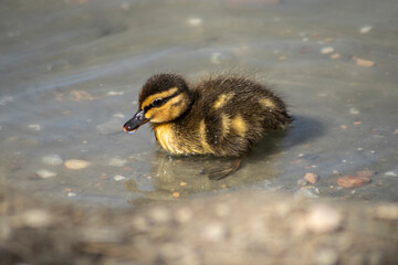 baby duck in the water