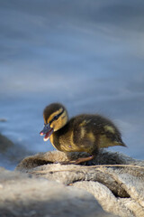 baby duck on dirty towel in the river