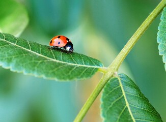 ladybug on leaf