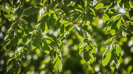 Obraz premium green leaves of a tree