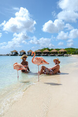 Aruba Beach with pink flamingos at the beach, a couple of men and women on the beach with pink...