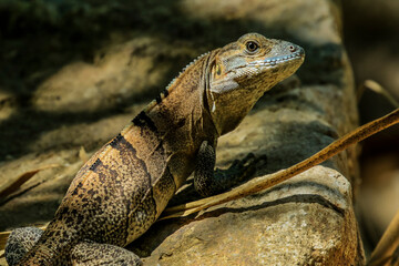 Ctenosaur (Black Spinytail Iguana) (Ctenosaura similis) a common large lizard, Nosara, Guanacaste Province, Costa Rica