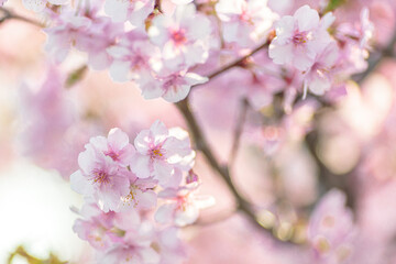 ピンク色の桜｜河津桜