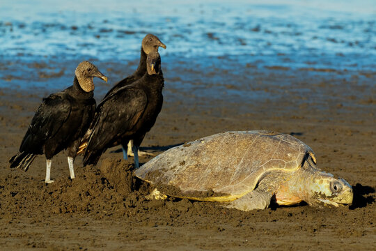 Vultures wait to steal eggs as Olive Ridley turtle digs nest at this refuge, Ostional, Nicoya Peninsula, Guanacaste, Costa Rica