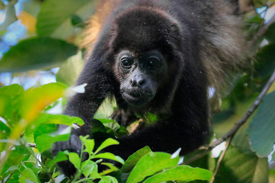 Mantled Howler Monkey (Alouatta palliata), named for its call, eating leaves in tree, Nosara, Guanacaste Province, Costa Rica