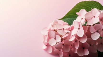 Pink hydrangeas with green leaves on a light pink background with copy space. AI Generated.