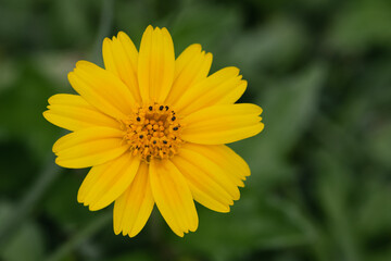 yellow daisy flower in the garden