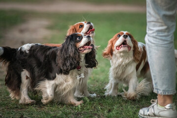 Beautiful thoroughbred Cavalier King Charles Spaniel playing on the summer grass.