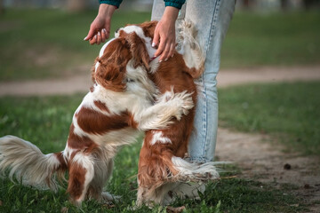 Beautiful thoroughbred Cavalier King Charles Spaniel playing on the summer grass.