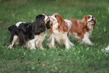 Beautiful thoroughbred Cavalier King Charles Spaniel playing on the summer grass.