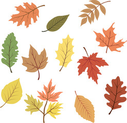 Autumn leaves collection vector graphic