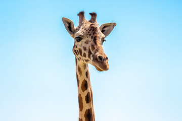 Fototapeta premium Happy giraffe