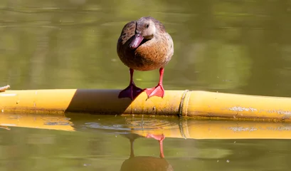 Tuinposter Photograph of a Brazilian Teal in the lake.  © marcianelsis