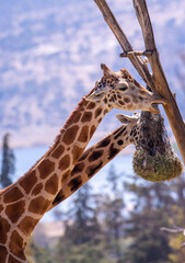 Two giraffes eating