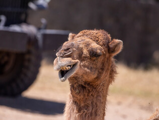 Obraz premium Dromedary smille.
