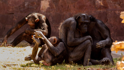 Familly of chimps