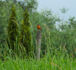 Robin on the fence post