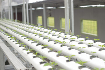 vegetable hydroponic system / young and fresh Frillice Iceberg salad growing garden hydroponic farm plants on water without soil agriculture in the greenhouse organic for health food.