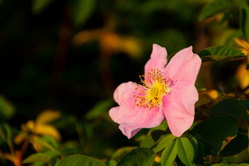 A close up image of an Alberta Wild Rose in the warm evening sunlight.