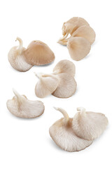 set of grey oyster mushroom isolated on white background
