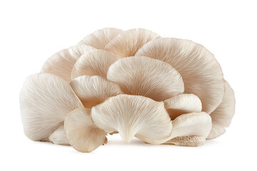 Fototapeta na wymiar fresh white oyster mushroom isolated on white background