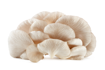 fresh white oyster mushroom isolated on white background