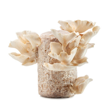 oyster mushrooms growing out of the spawn bag on white background.