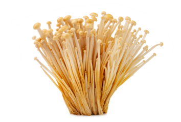 fresh golden enoki mushroom isolated on white background